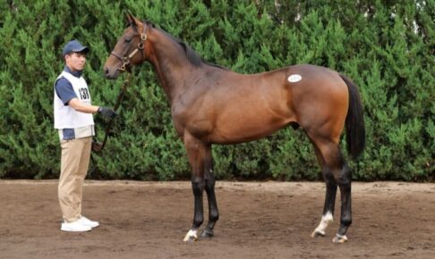 【セレクトセール2024】コントレイル産駒が2億5000万円…アスクビクターモア半弟