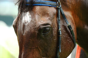 【ローズS／穴ライズ】超新星誕生を「先物買い」　体質強化で能力発揮の“刺客”に一角崩しを期待