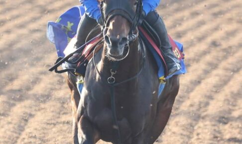 【エリザベス女王杯】シンティレーション　G1初挑戦へ臨戦態勢整った　池上師「問題はない」