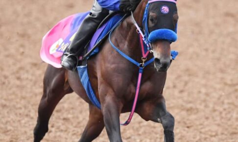 【チャンピオンズC】ウィルソンテソーロ　元気いっぱい　小手川師「1ミリの無駄もないいい動き」