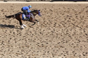 【根岸S／追い切り診断】ローテ意識の調整過程に「A」の高評価　猛時計マークで「スピード感たっぷり」