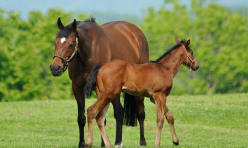 【セレクトセール2025】最高額は父イクイノックス「5億8000万円」で歴代3位タイ キタサンブラックは24頭中18頭が億超え 【セレクトセール2025】最高額は父イクイノックス「5億8000万円」で歴代3位タイ キタサンブラックは24頭中18頭が億超え